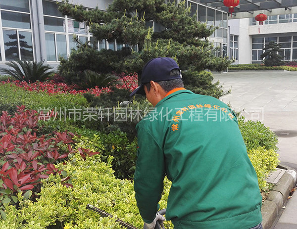 溧陽中興西田養(yǎng)護